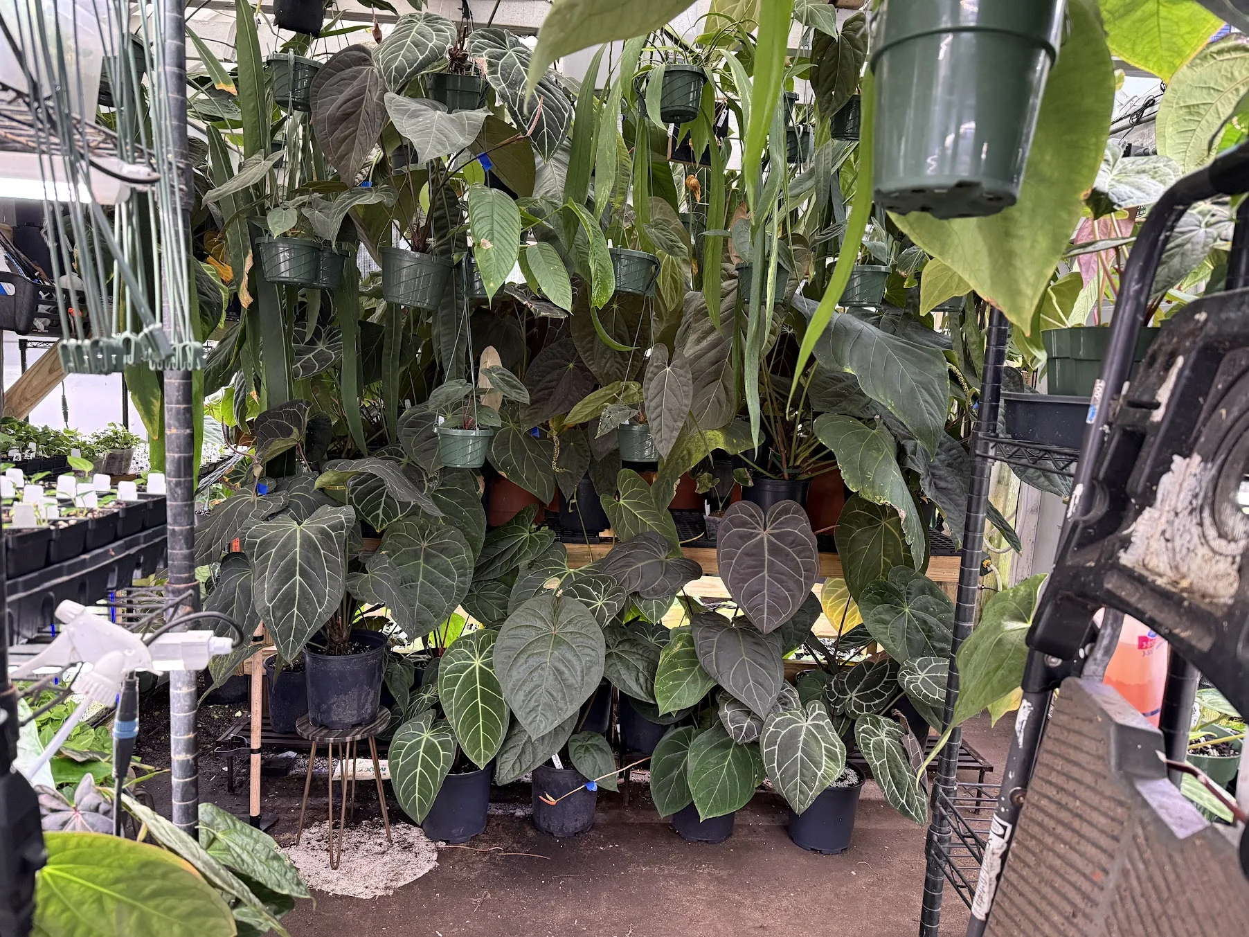 A dense greenhouse filled with mature tropical plants