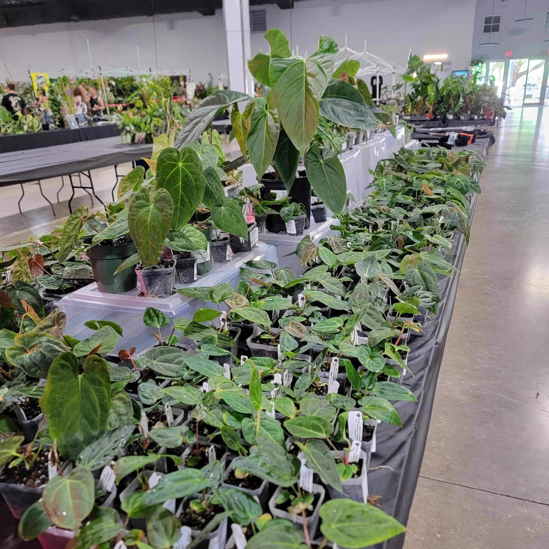 A long vendor table filled with tropical plants at the Tropical Plant Expo